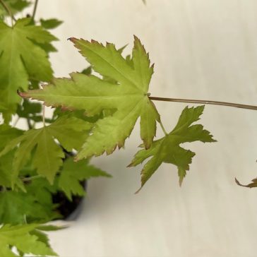 Acer palmatum ‘Orange Dream’