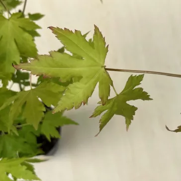 Acer palmatum ‘Orange Dream’