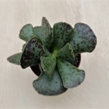 Adromischus cooperi