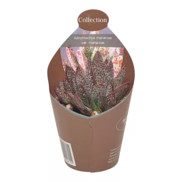 Adromischus marianae