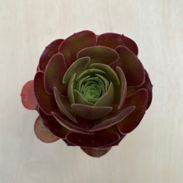 Aeonium 