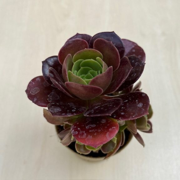 Aeonium 