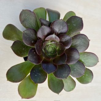 Aeonium arboreum