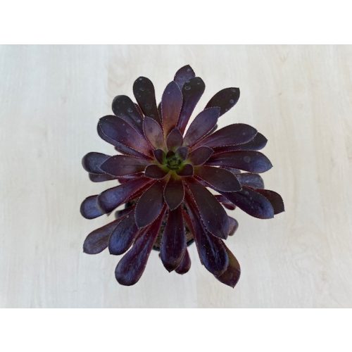 Aeonium arboreum 