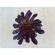 Aeonium arboreum 