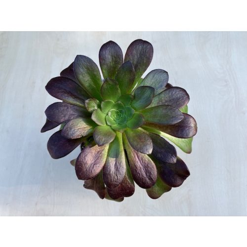 Aeonium arboreum