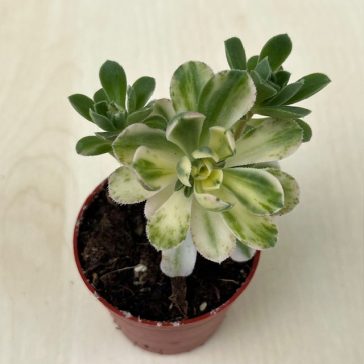 Aeonium Castello