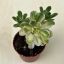 Aeonium Castello
