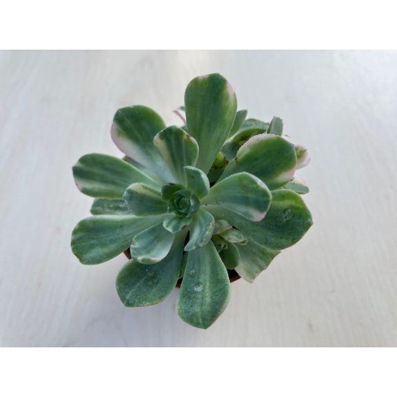 Aeonium Castello