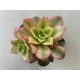 Aeonium haworthii 'Kiwi' (alacsony)