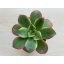 Aeonium haworthii 'Kiwi'