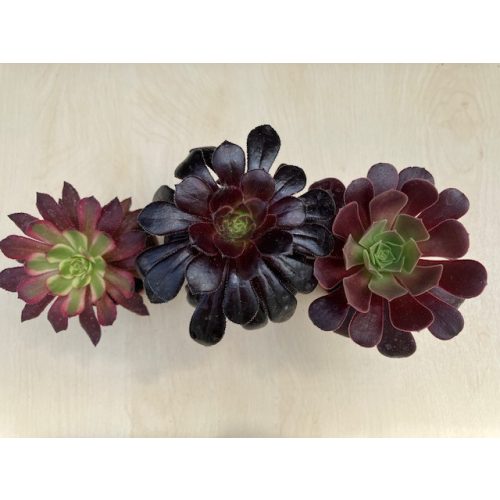 Aeonium arboreum (1ks)