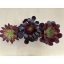 Aeonium arboreum (1ks)