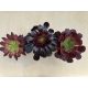 Aeonium arboreum (1ks)