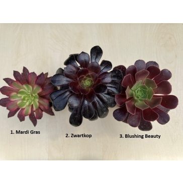 Aeonium arboreum (1ks)