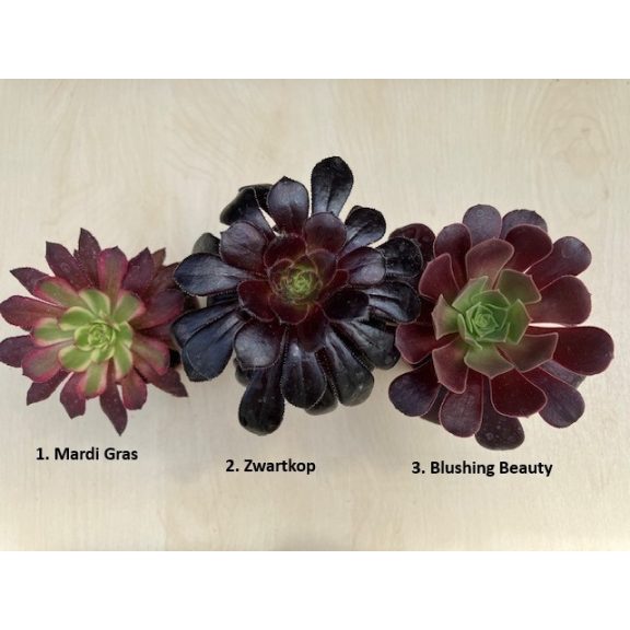 Aeonium arboreum (1ks)