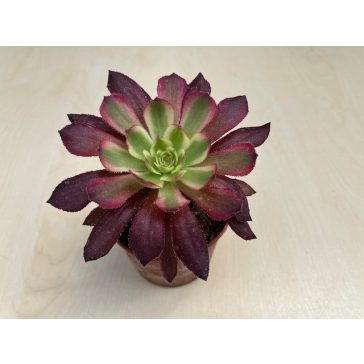 Aeonium arboreum (1ks)