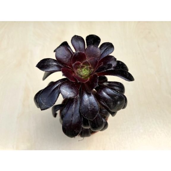 Aeonium arboreum (1ks)