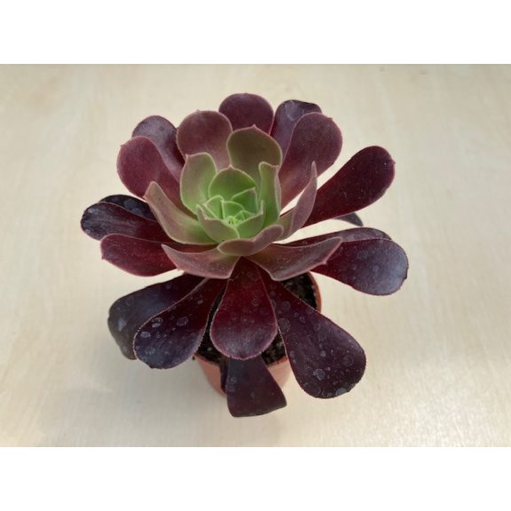 Aeonium arboreum (1ks)
