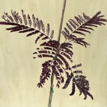 Albizia julibrissin 'Summer Chocolate' 