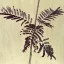 Albizia julibrissin 'Summer Chocolate' 