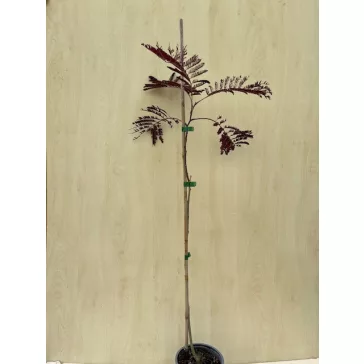 Albizia julibrissin 'Summer Chocolate' 