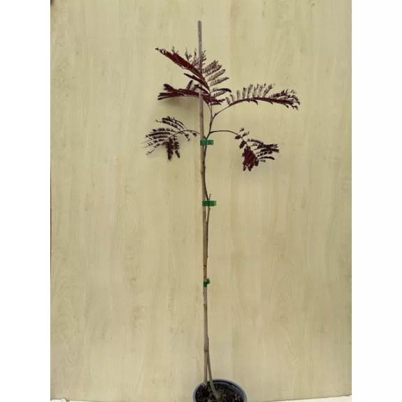 Albizia julibrissin 'Summer Chocolate' Albizia julibrissin 'Summer Chocolate'