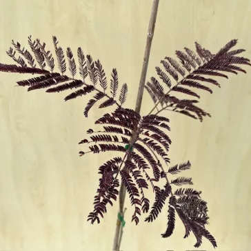 Albizia julibrissin 'Summer Chocolate' 