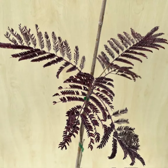 Albizia julibrissin 'Summer Chocolate' Albizia julibrissin 'Summer Chocolate'
