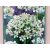 Allium multibulbosum 3 ks