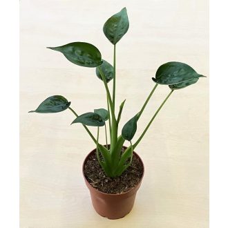 Alocasia 'Tiny Dancer'