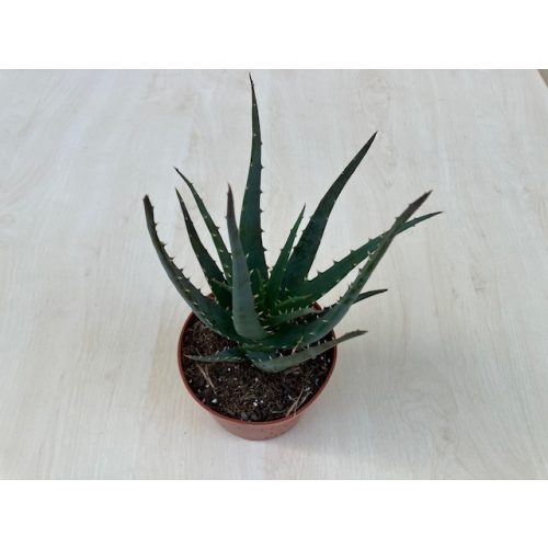 Aloe
