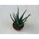 Aloe