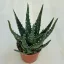 Aloe arborescens 'Bora'
