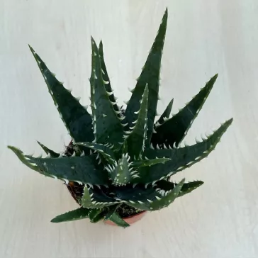 Aloe arborescens 'Bora'