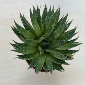 Aloe aristata