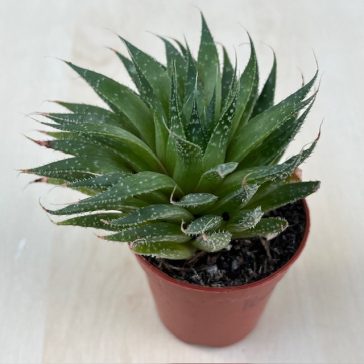 Aloe aristata