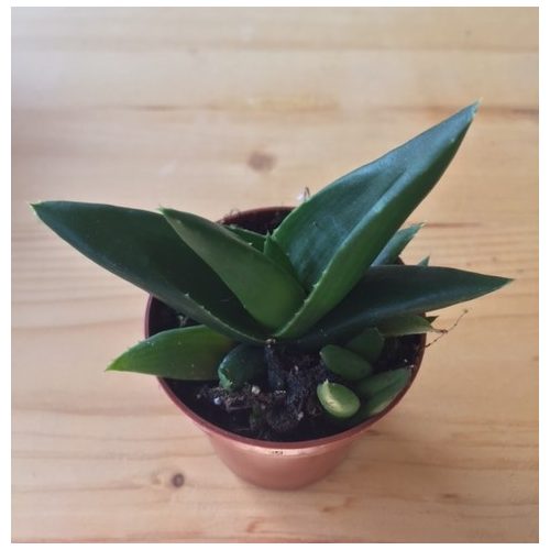 aloe-black