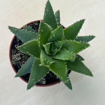 Aloe brevifolia