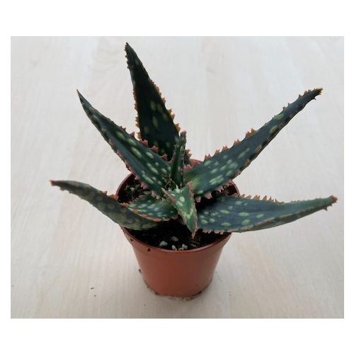 Aloe 'Coral Fire' 5,5 cm