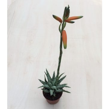 Aloe humilis
