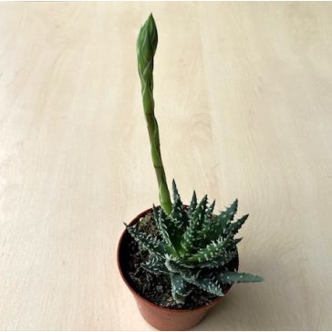 Aloe humilis