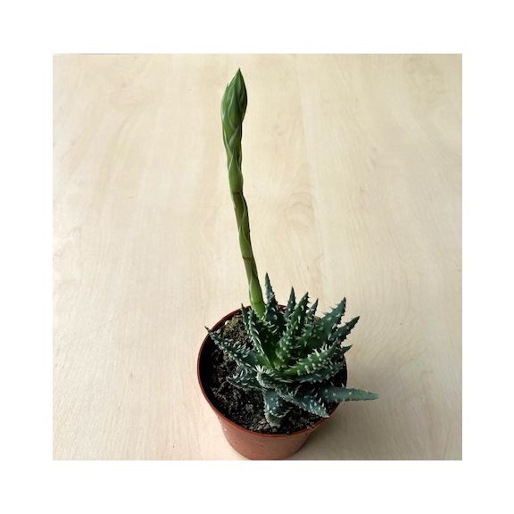 Aloe humilis