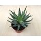 Aloe humilis