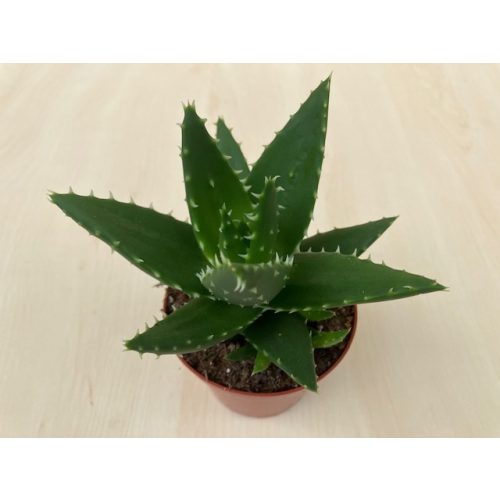 Aloe perfoliata