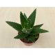 Aloe perfoliata