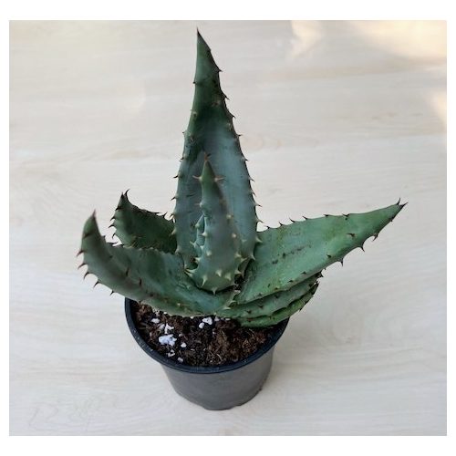 Aloe petricola