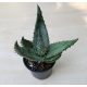 Aloe petricola