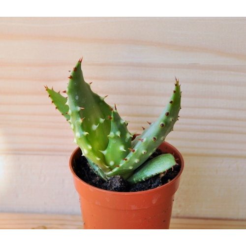 Aloe petricola
