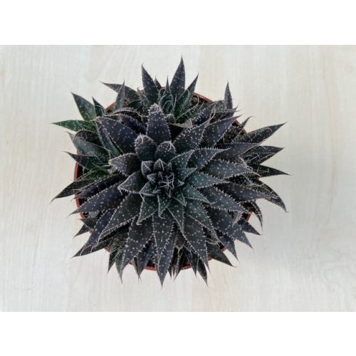 Aloe 'Safari'